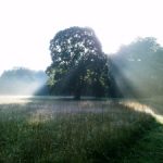 Ein Herzens-Baum: Beeindruckende Linde bei Sonnenaufgang im Gegenlicht im Park, sehr früh am Morgen. Mit zartem Morgendunst,
