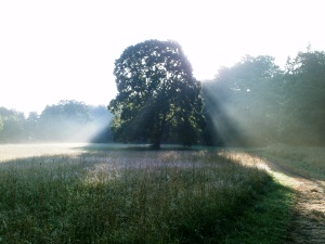 Ein Herzens-Baum: Beeindruckende Linde bei Sonnenaufgang im Gegenlicht im Park, sehr früh am Morgen. Mit zartem Morgendunst,